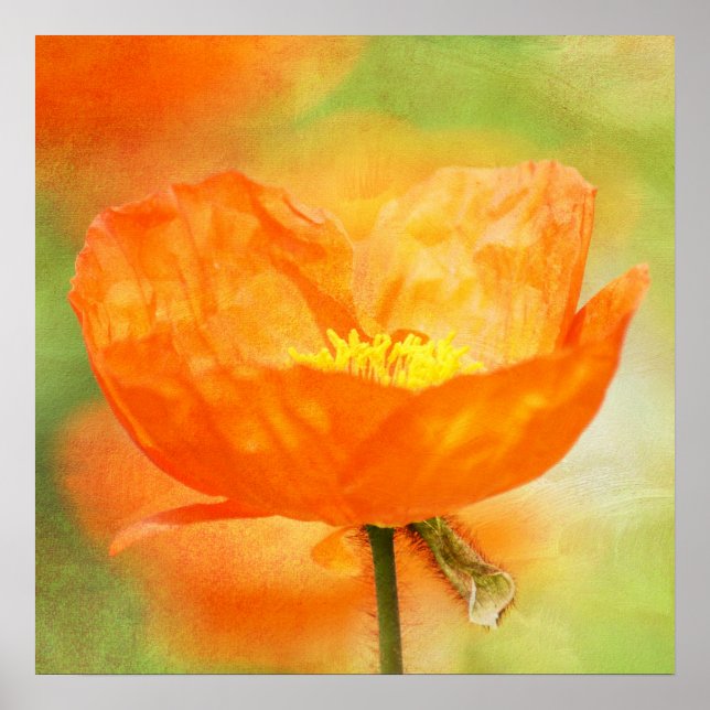 Póster Naranja Poppy (Frente)