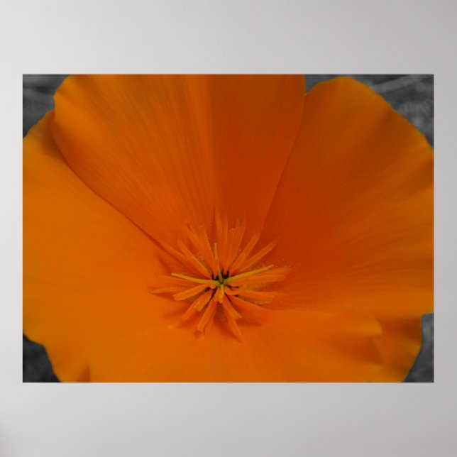 Póster Naranja Poppy con BW (Frente)