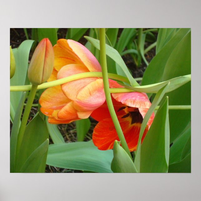 Póster Naranja Poster de escultura tulipán (Frente)
