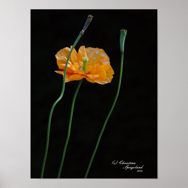 Póster Naranja Poster de flor de amapola (Frente)