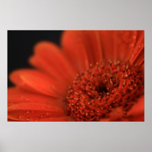 Póster Naranja Profundo Gerbera