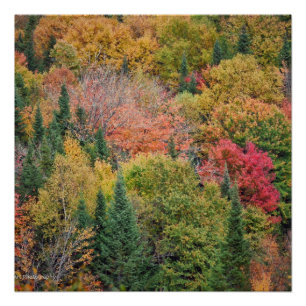 Póster Naranja Red Bush