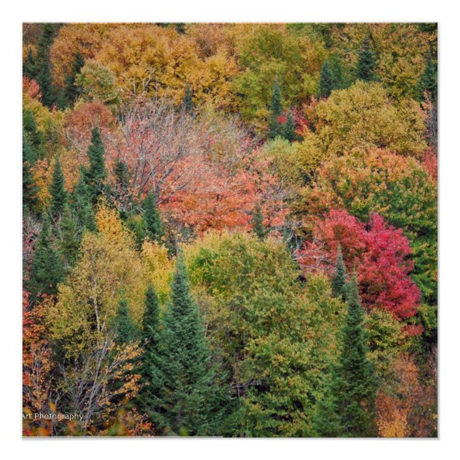 Póster Naranja Red Bush (Anverso)