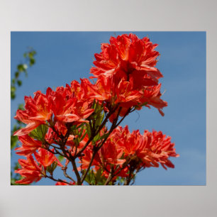 Póster "Naranja Rhododendron"