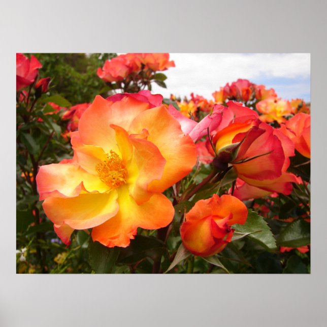 Póster Naranja Rosas Rosas Rojas Flores Poster floral (Frente)