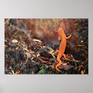 Póster Naranja Salamander