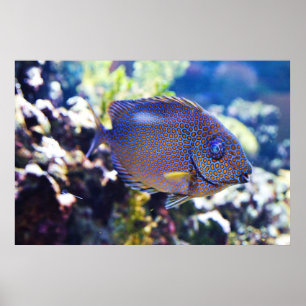 Póster Naranja Spots Rabbit Fish