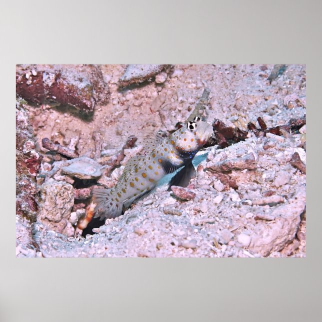 Póster Naranja Spots Shrimp Goby II (Frente)