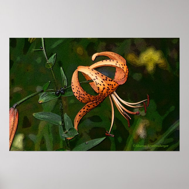 PÓSTER "NARANJA SPOTTED TIGER LILY (FOTO). (Frente)
