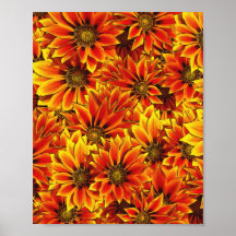 Naranja Sunflowers
