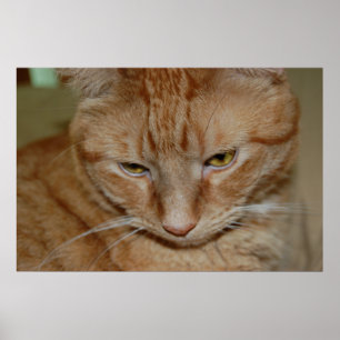 Póster Naranja Tabby Cat