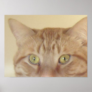 Póster Naranja Tabby Cat