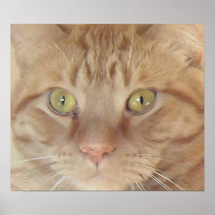 Póster Naranja Tabby Cat