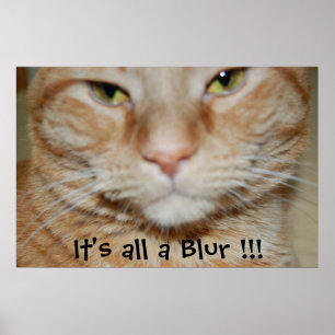 Póster Naranja Tabby Cat