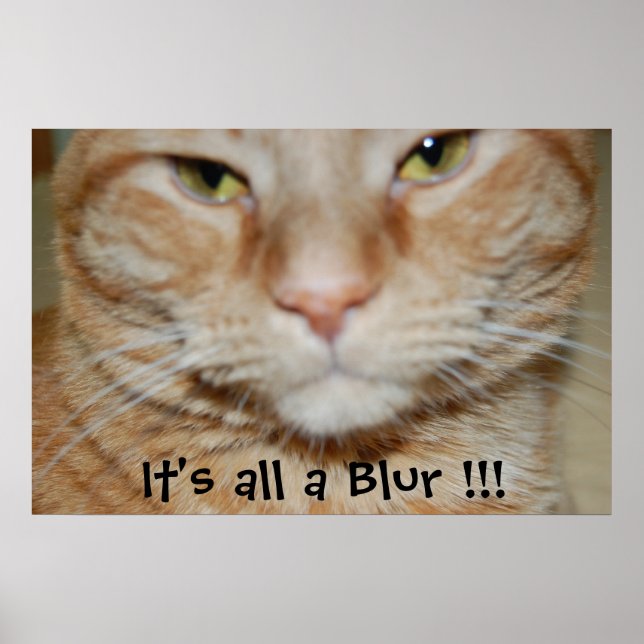 Póster Naranja Tabby Cat (Frente)