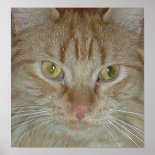 Póster Naranja Tabby Cat