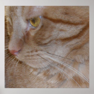 Póster Naranja Tabby Cat