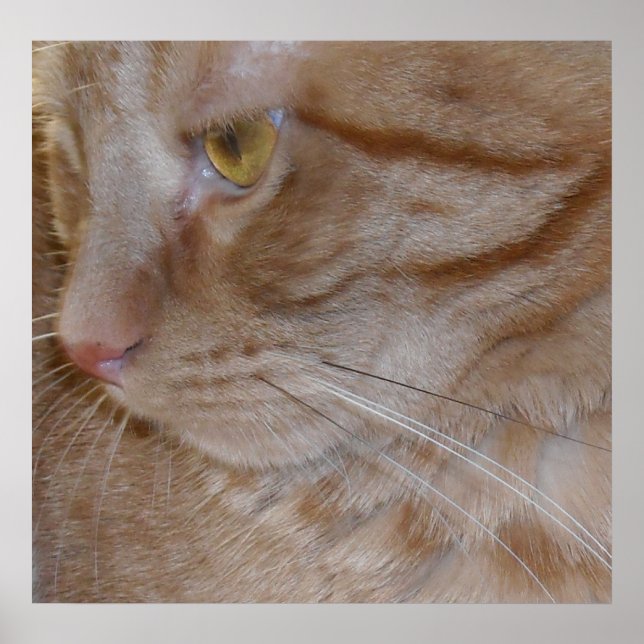 Póster Naranja Tabby Cat (Frente)