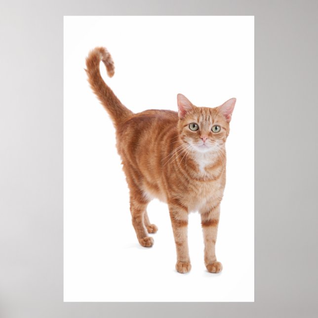 Póster Naranja Tabby Cat (Frente)