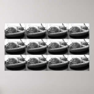 Póster Naranja Tabby Cat/Black & White Photo