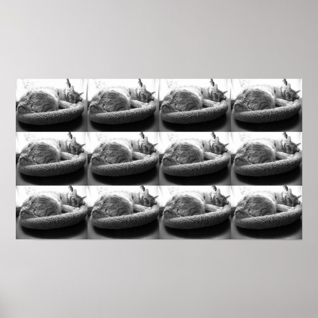 Póster Naranja Tabby Cat/Black & White Photo (Frente)