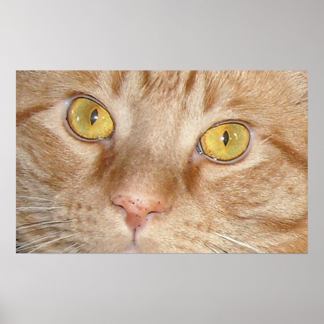 Póster Naranja Tabby Cat Eyes (Frente)