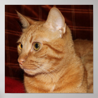 Póster Naranja Tabby Cat Face Profile