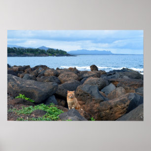 Póster Naranja Tabby Cat, Kauai, Hawaii