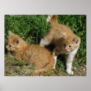 Póster Naranja Tabby Siblings