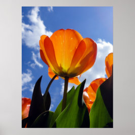 Póster Naranja Tulip, cielo azul