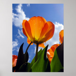 Póster Naranja Tulip, cielo azul