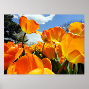 Póster Naranja Tulip llegando al cielo