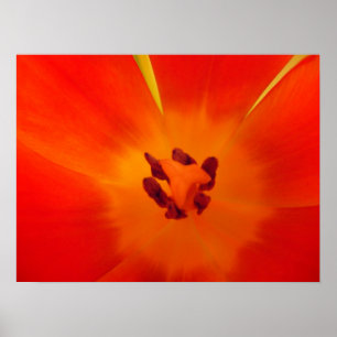 Póster Naranja Tulip Print