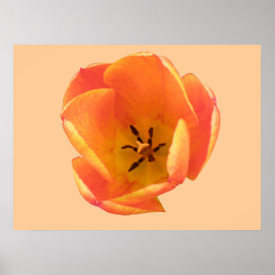 Póster Naranja Tulip Print