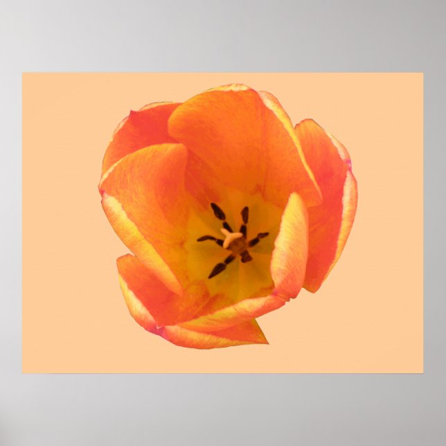 Póster Naranja Tulip Print (Frente)