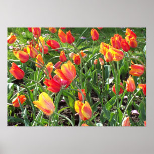 Póster Naranja Tulips