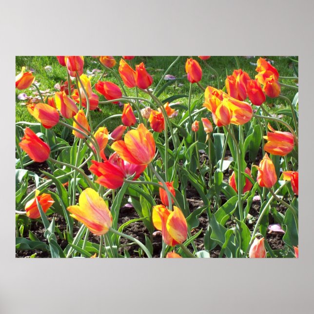 Póster Naranja Tulips (Frente)