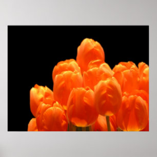 Póster Naranja Tulips