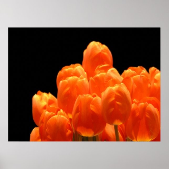 Póster Naranja Tulips (Frente)