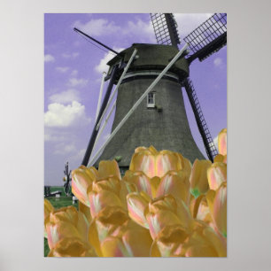 Póster Naranja Tulips Mill Holland Poster Art