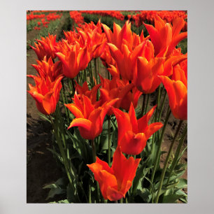 Póster Naranja Tulips, Oregón