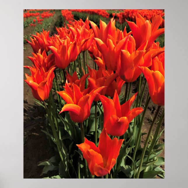 Póster Naranja Tulips, Oregón (Frente)