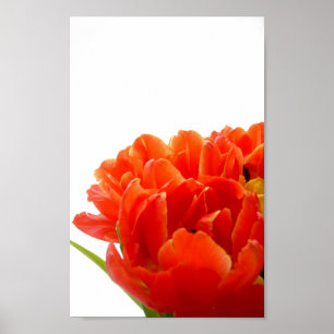 Póster Naranja Tulips Poster