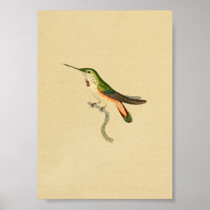 Póster Naranja verde impreso de Hummingbird 1830