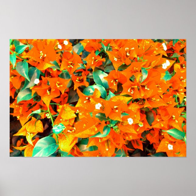 Póster Naranja vibrante Bougainvillea Flores (Frente)