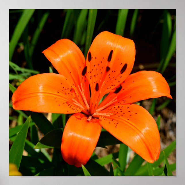 Póster Naranja vibrante Lily Flower asiática (Frente)