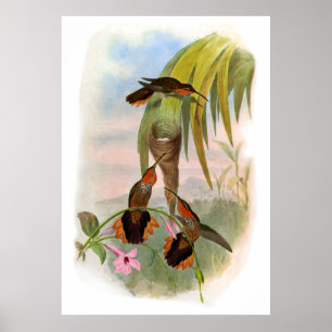 Póster Naranja Vintage Black Saw Bill Hummingbird