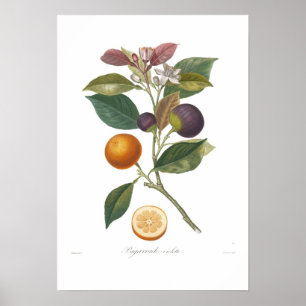 Póster Naranja, violeta de Bigarrade