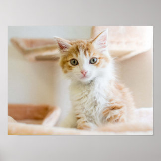 Póster Naranja y gatito blanco