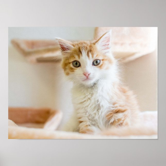 Póster Naranja y gatito blanco (Frente)
